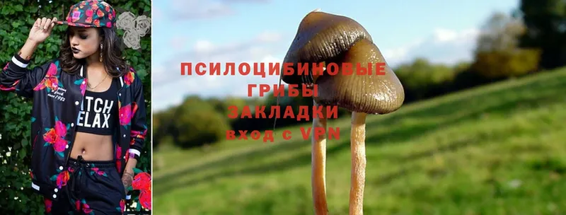 Псилоцибиновые грибы Cubensis  кракен   Стерлитамак 